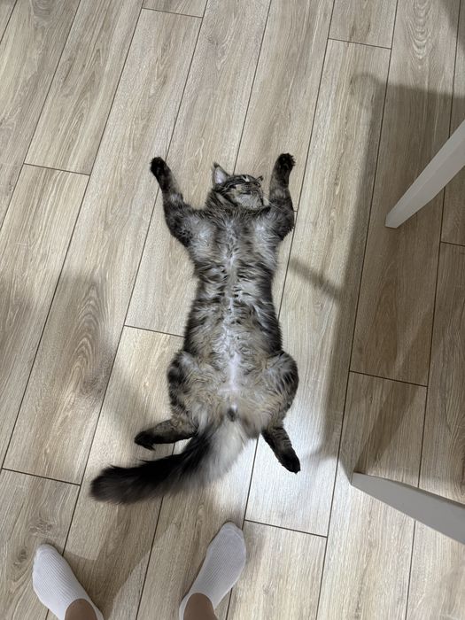 Отдам кота в добрые руки