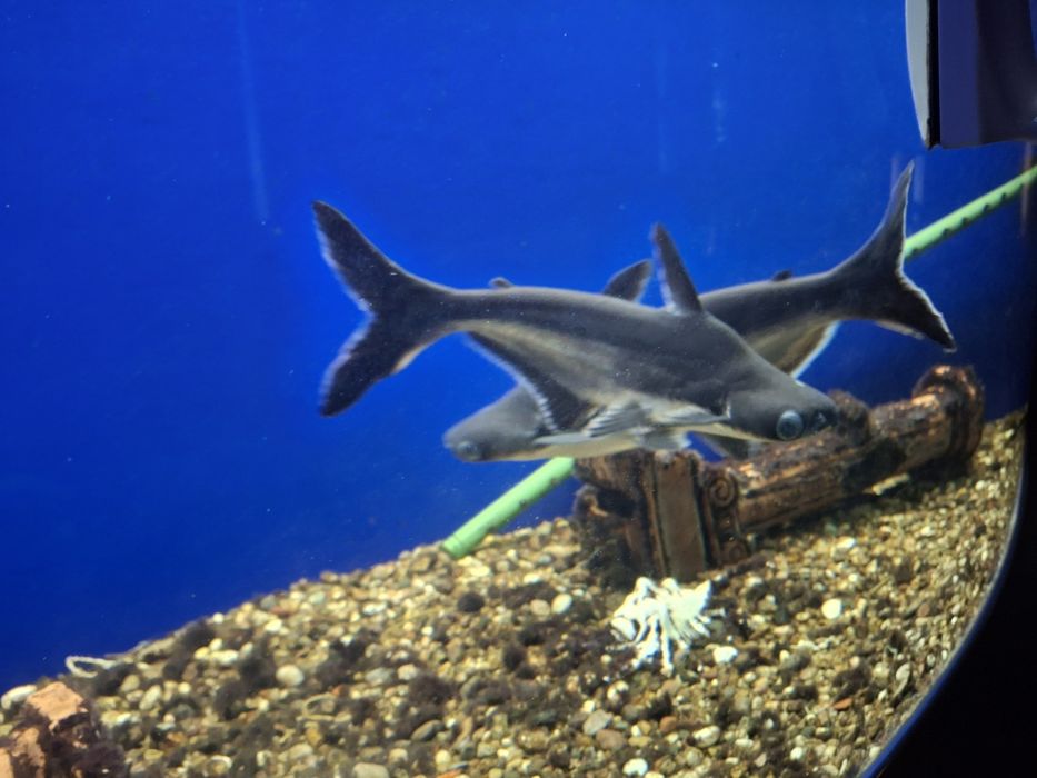 Продаю аквариумные рыбки