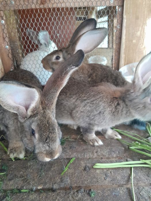 Кролики  крольчата