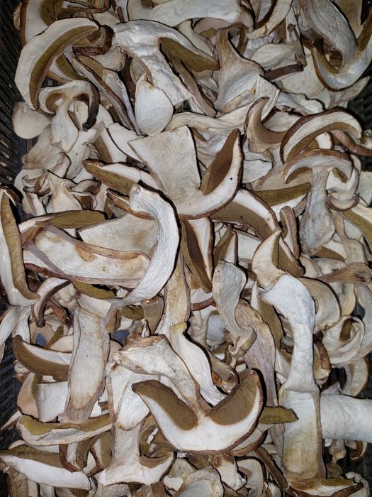 Hribi Uscati  cal.1 extra/kg