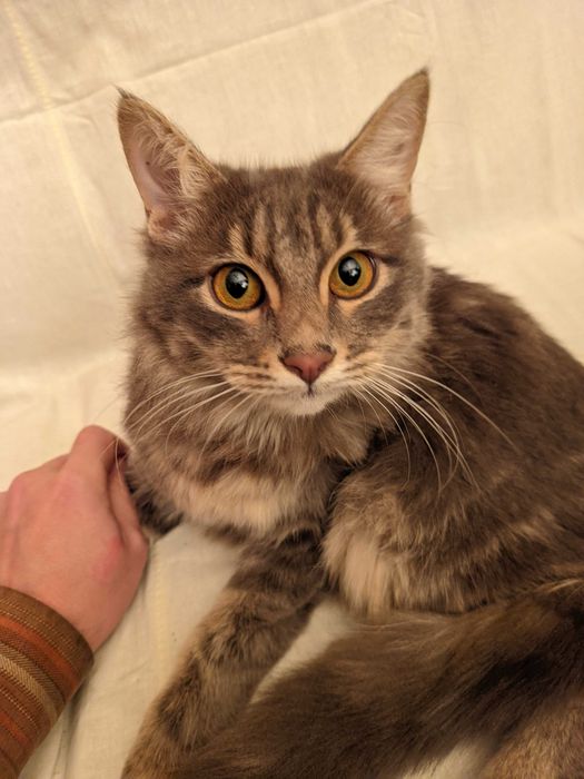 Кошка. Кот. Mushuk. Мушук.