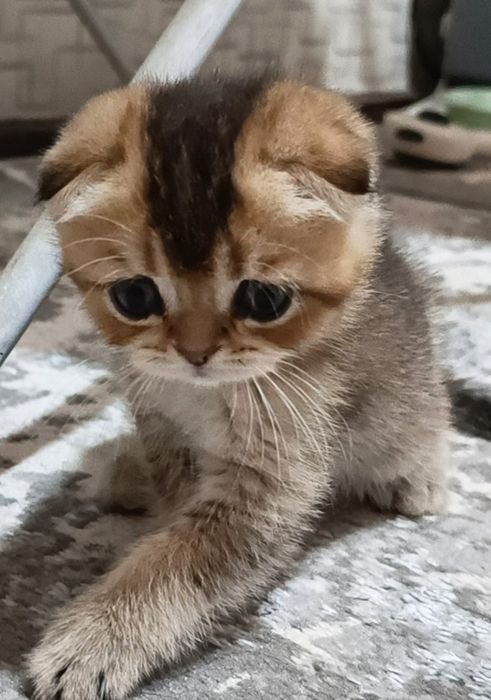 Срочно продаётся котёнок