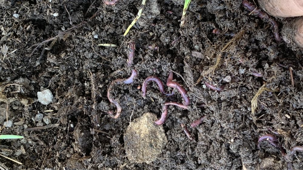 Биогумус соф тоза 1500