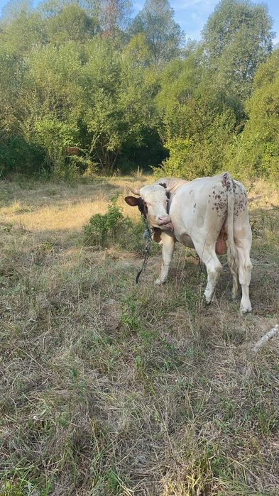 De vanzare taur de 2 ani
