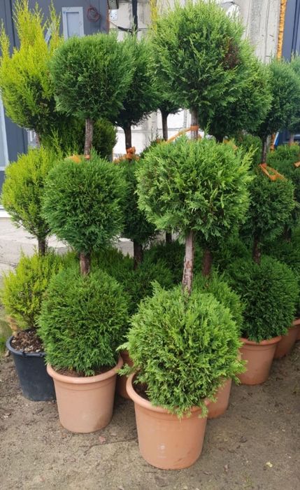 Magnolia grandiflora de mai multe dimensiuni, Magnolia soulangeana etc