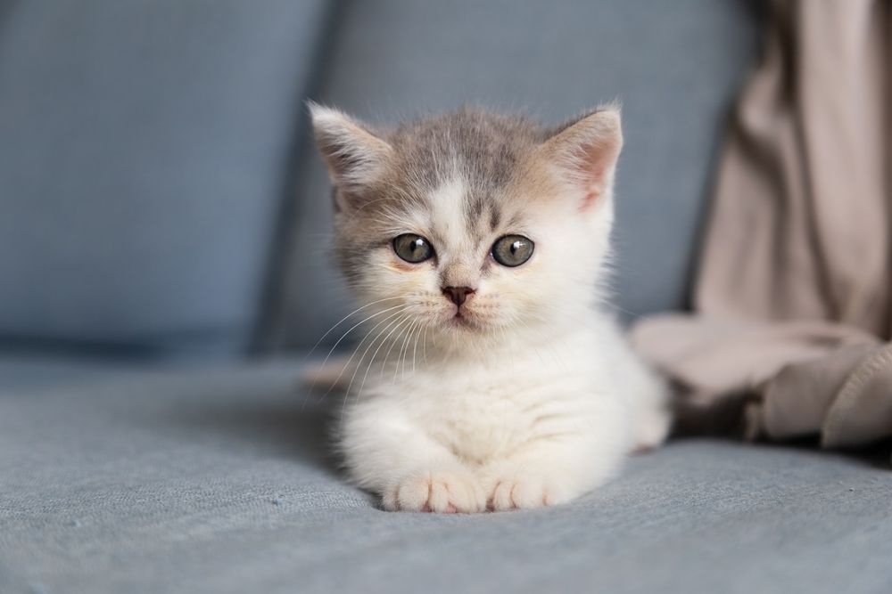 Отдам котят в добрые руки