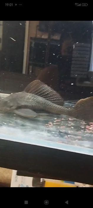 Крупные парчовые сомики