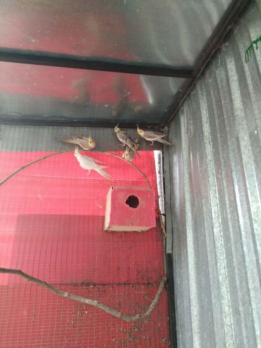 Продавам папагли Корела