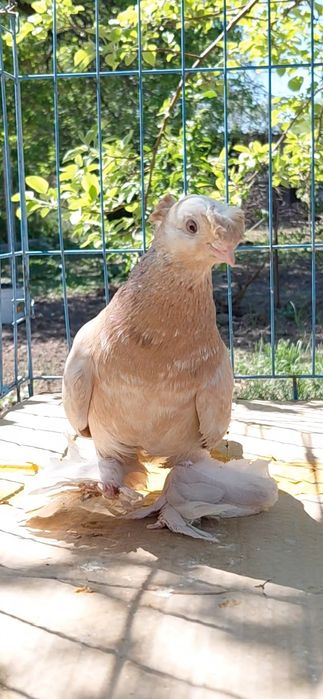 Голуби игровых кровей