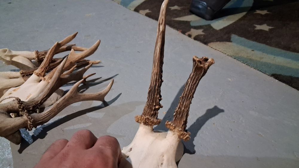 Trofee caprior  50 de lei buc