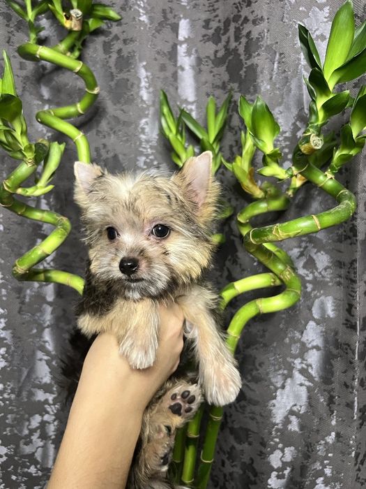 Продаётся щенок йоркширского терьера