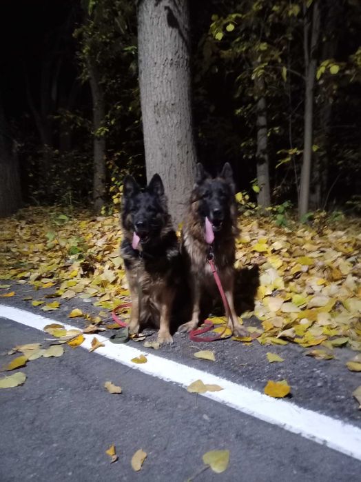 Дрессировка  собак