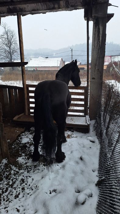 Vând un cal frizian și un ponei cu detalii 0732 907 86