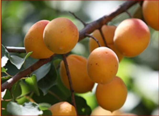Узбекские лысые абрикосы. Сорт юбилейный абрикос узбекистан. Абрикосы узбекские сорта. Абрикос алёша. Абрикос ташкентский сорт.