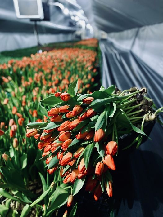 Тюльпаны оптом и в розницу