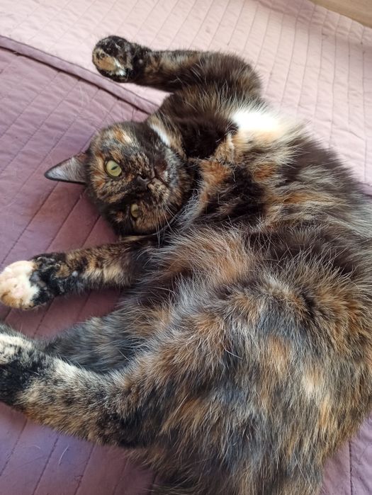 Сонечка в добрые руки