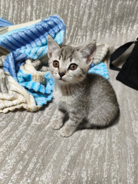Отдам котенка в добрые руки