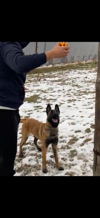 бельгийский овчарка  Малинуа