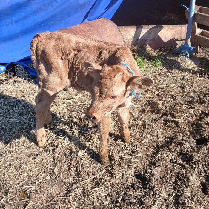 Телета Сукалчета