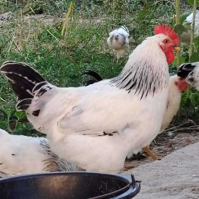 Adler xo'rozlari