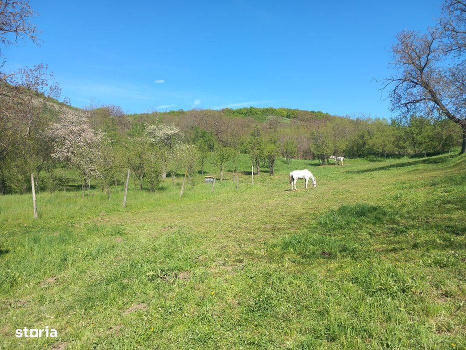 Teren spectaculos ,Porumbeni12.822 mp livadă,case și panoramă superba