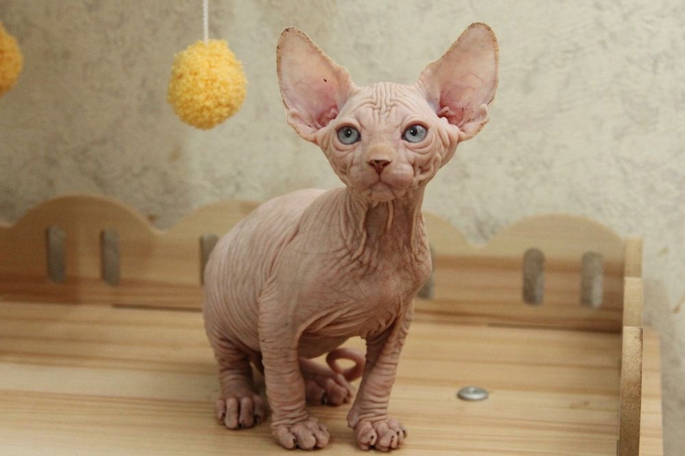 Кошечка, канадский сфинкс