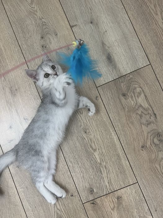 Котенок британец