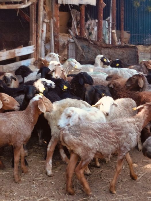 продам жирных баранов