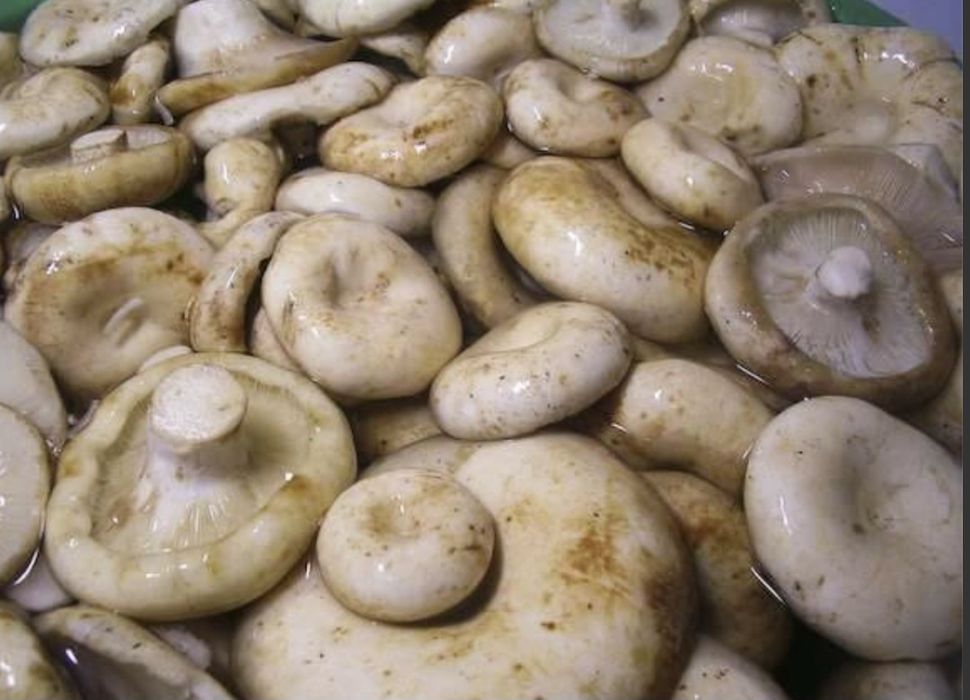 Грибы.Грузди.Продам.