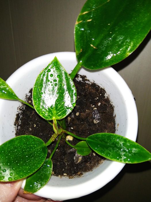 Продам комнатные цветы