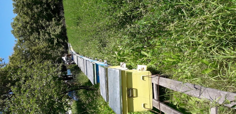 Miere de albine super oferta