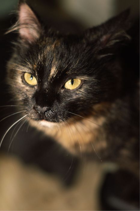 Котёнок-девочка, 5-6 месяцев