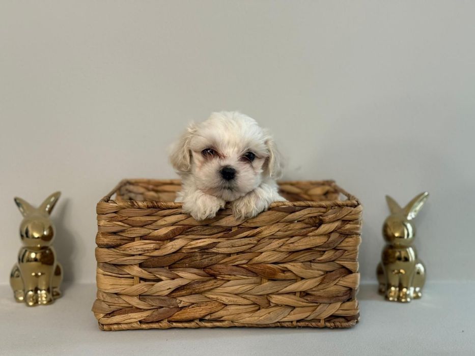 Puiuț Bichon Maltez - vaccinat, deparazitat , crescut in familie