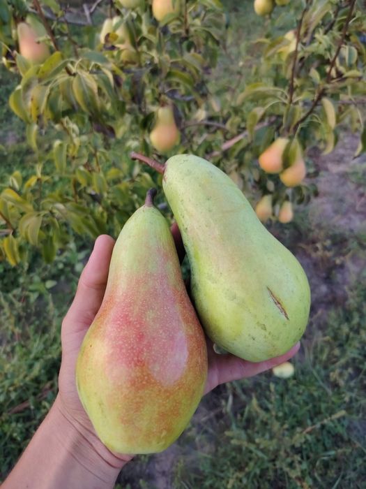 Prune, pere și mere angro
