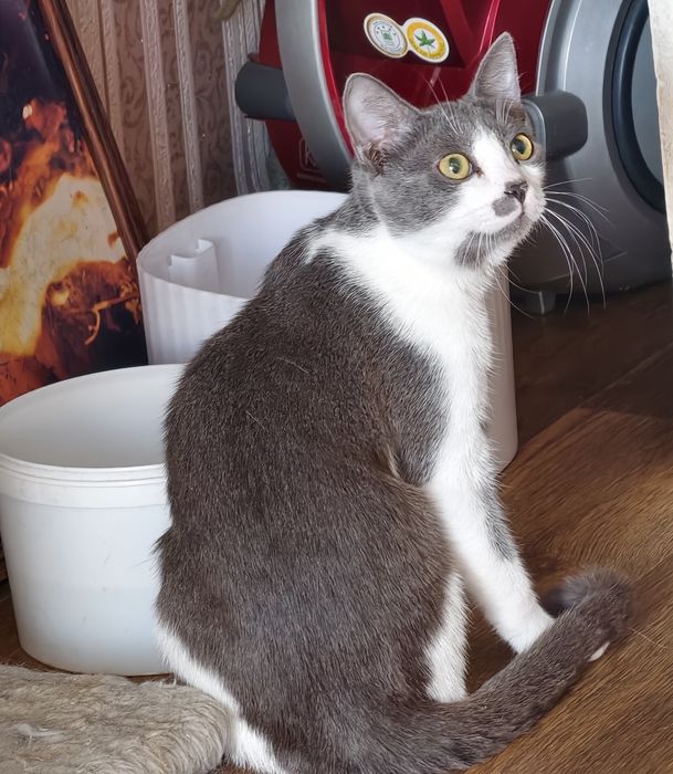 Котики ищут любящий дом