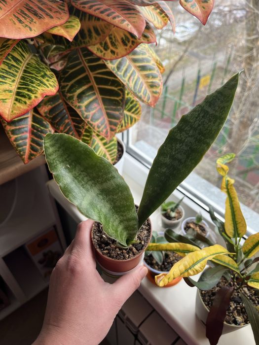 Сансевиерия, разные сорта