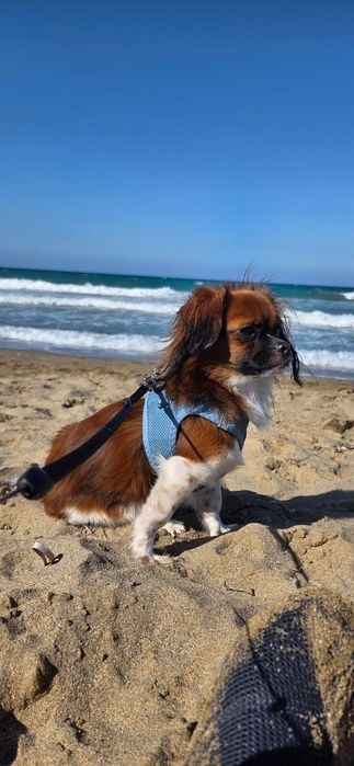 Hotel pensiune catei și pisici București nonstop