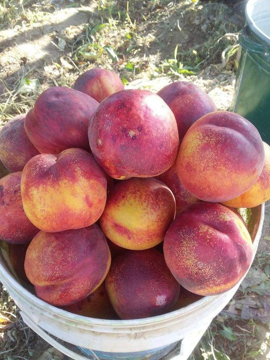 Шафтоли кучатлари сотувда