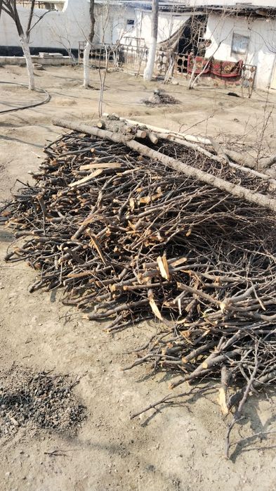 Тандир Боп отинлар