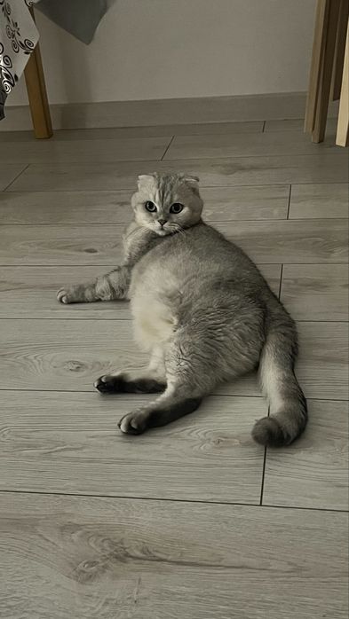 Отдам кошку в добрые руки