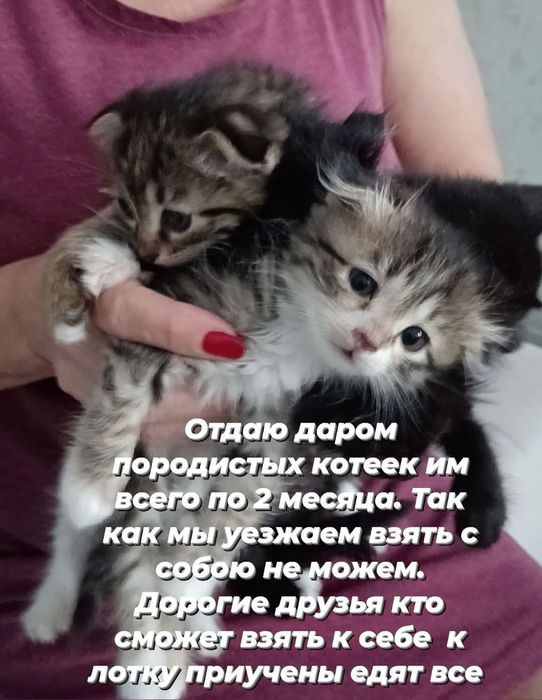 Ищю семью для котеек