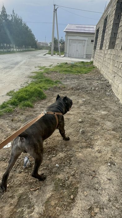 Cane corsa cane corsa