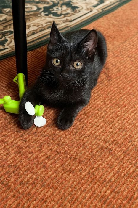 Отдам котят подростки