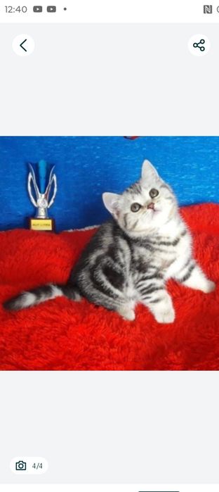 Продам прямоухого шотландского котика с отличной родословной.