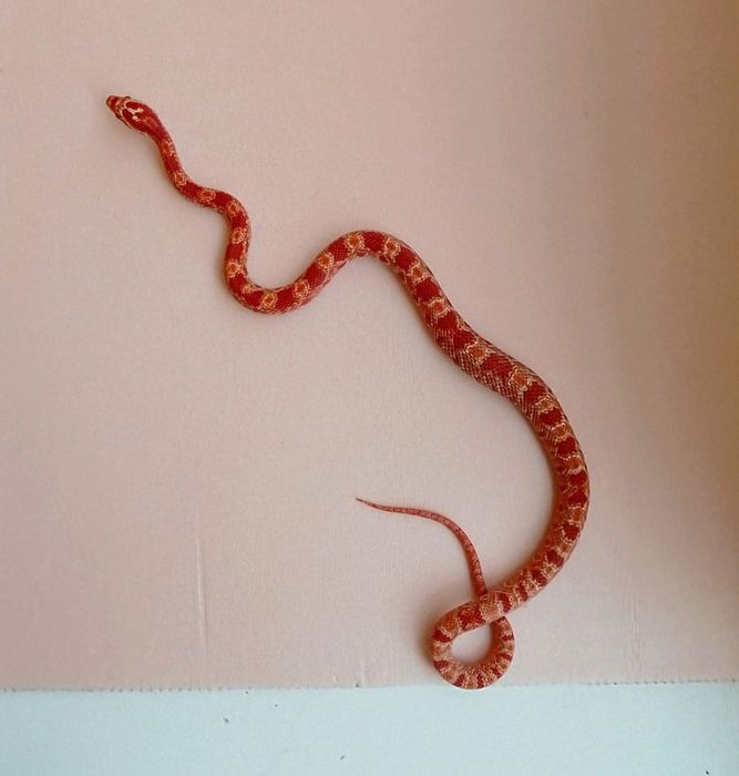 Маисовый полоз ручной