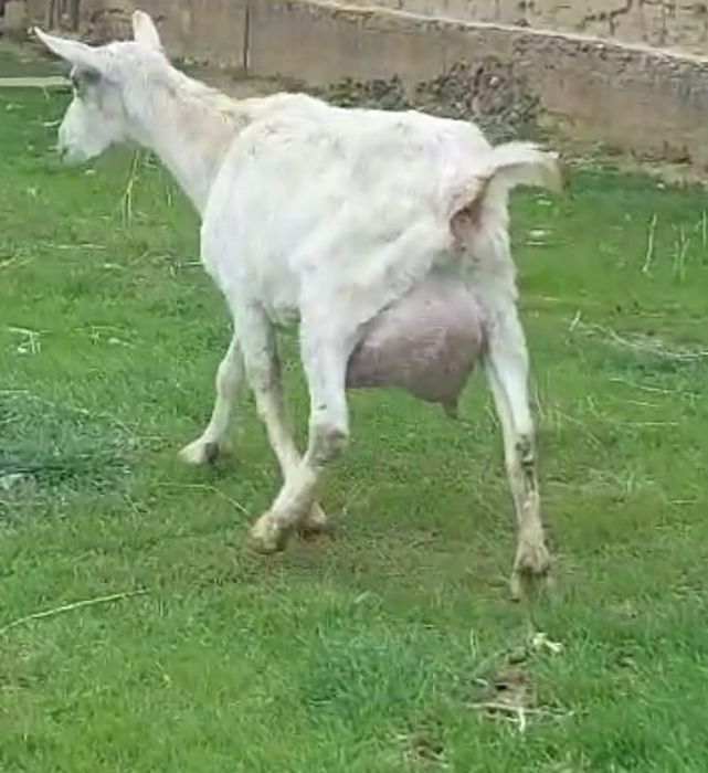 заненский ешкі сатылады