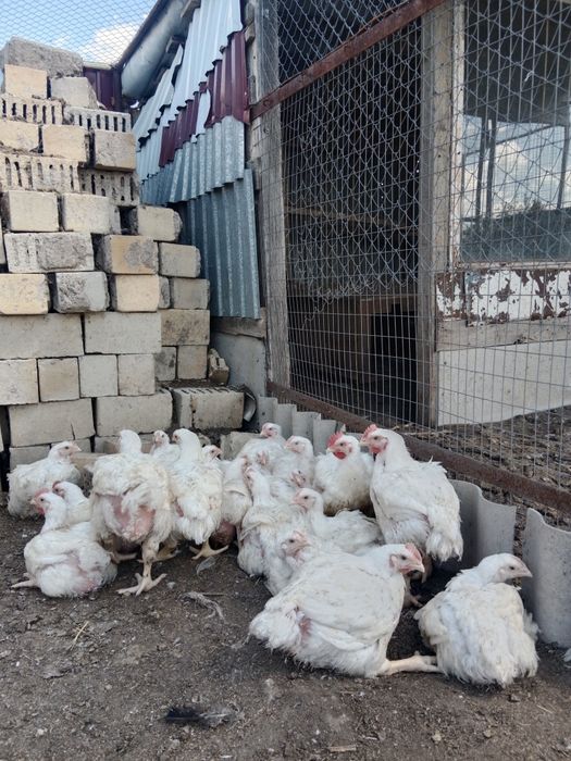 Бройлер подрощенный кобб500