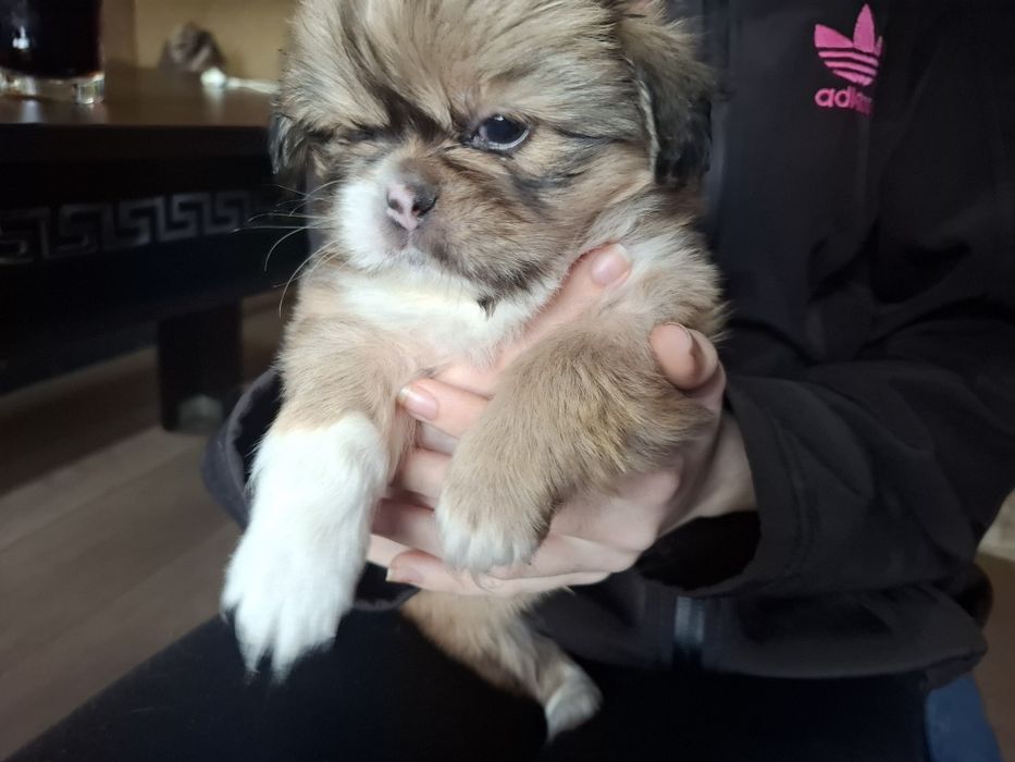 Сладки пекинези.