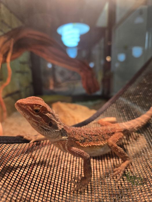 Бородатые агамы малыши