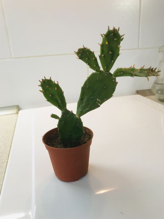 Продам кактусы. Большой выбор!